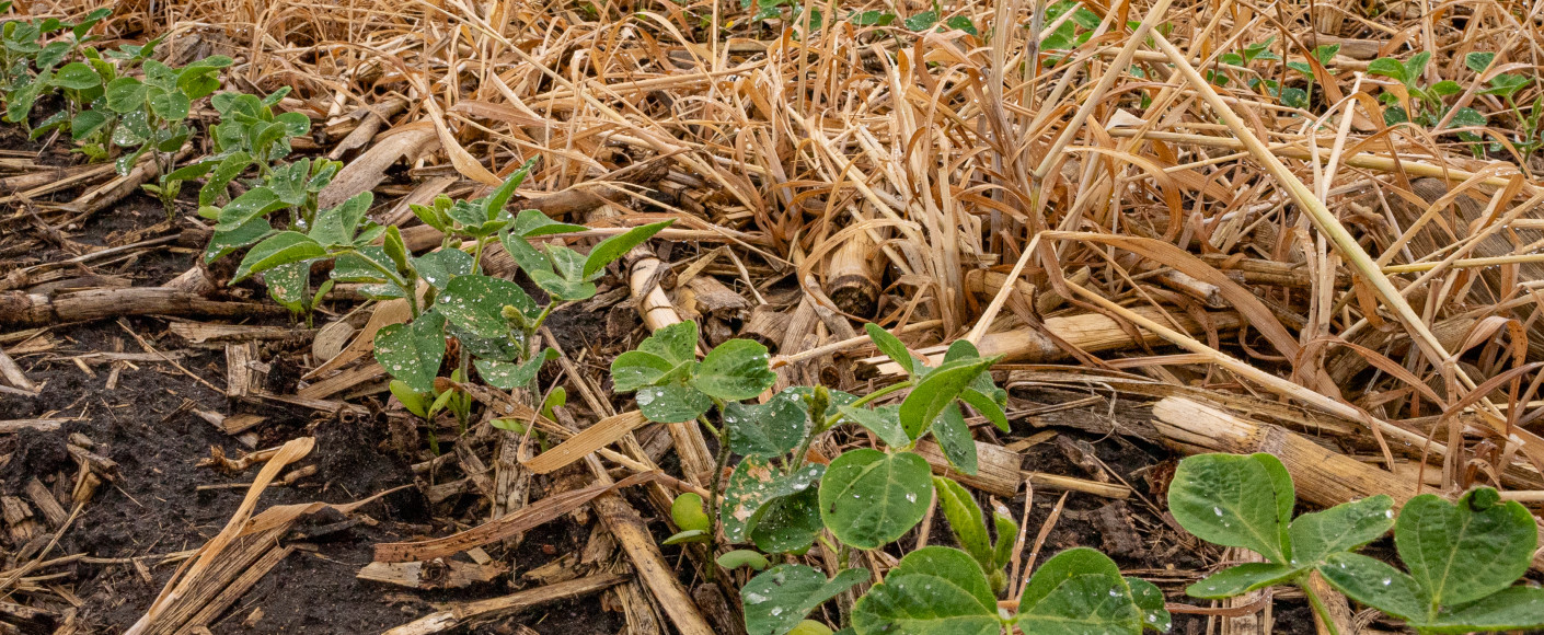 Regenerative agriculture cover crop - soybeans