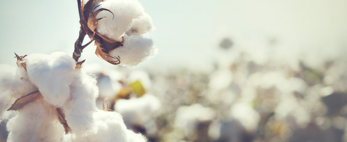 Cotton growing in field