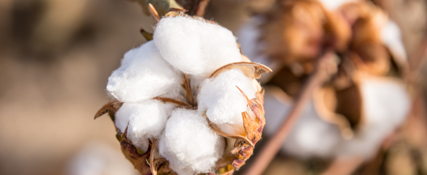 Cotton plant