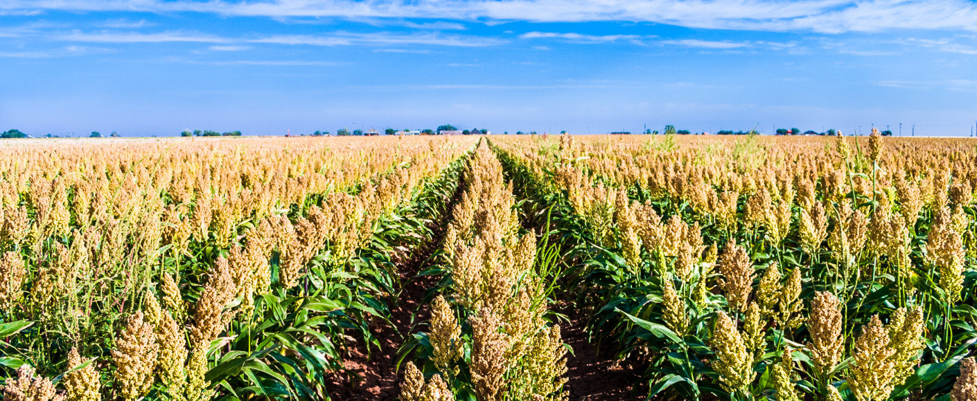 Field of ripe sorghum