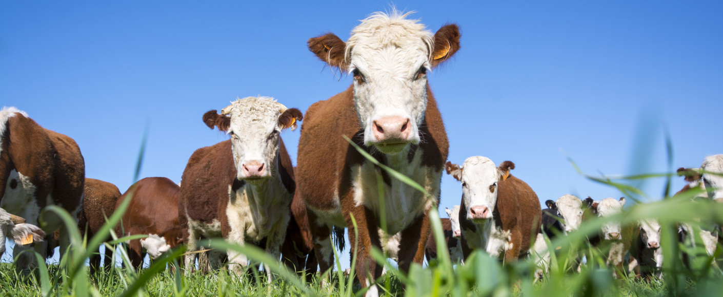 Hereford beef cattle grazing