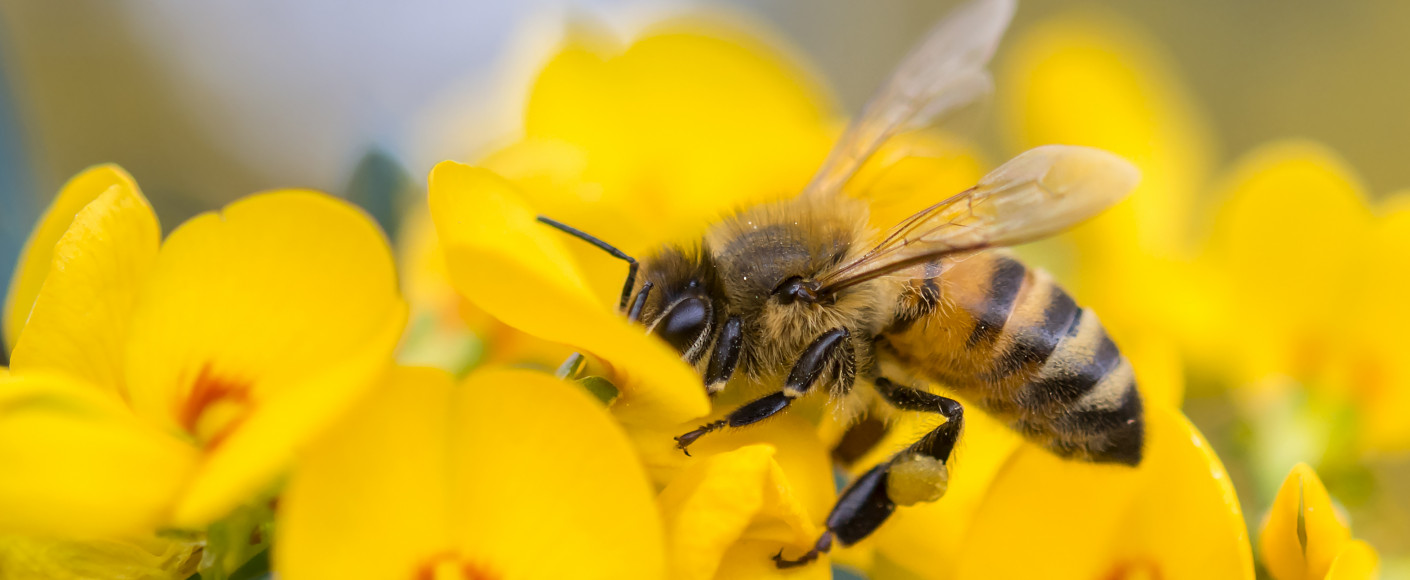 Bee Pollinator
