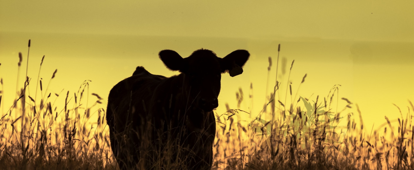 Heifer in wheat field at sunset