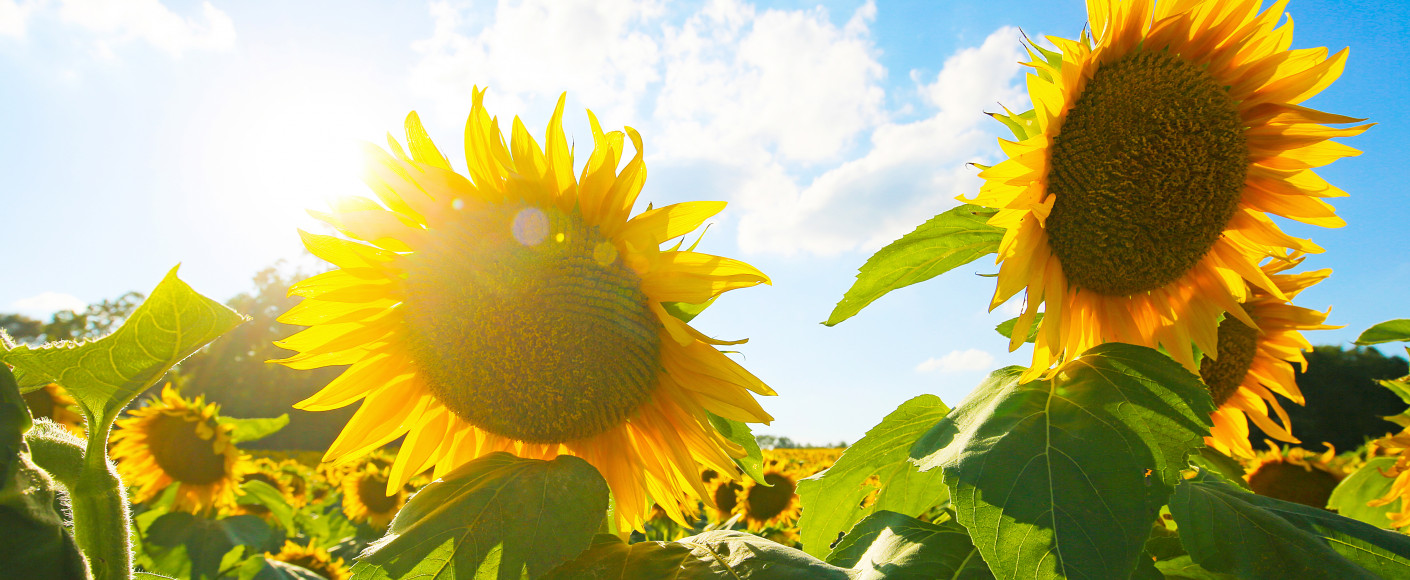 Kansas sunflower farms