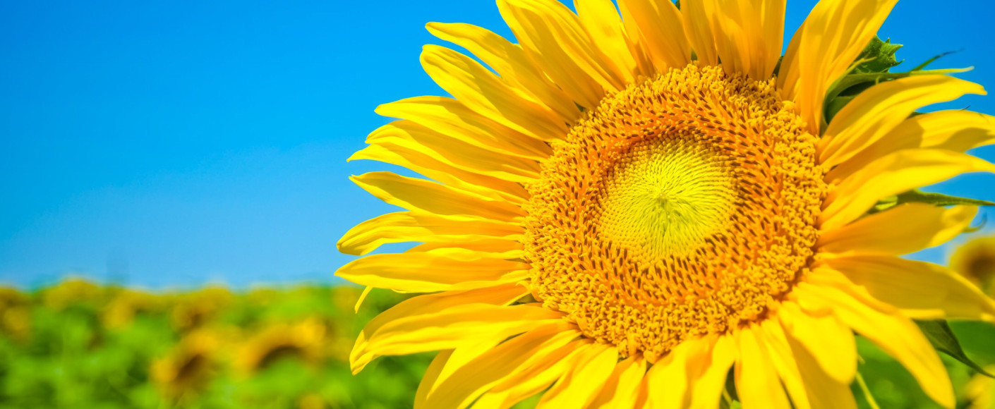 Fun facts about sunflowers - Kansas sunflower