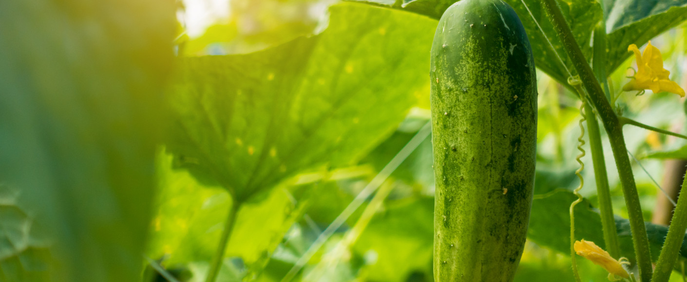 Garden ripe, fresh cucumbers