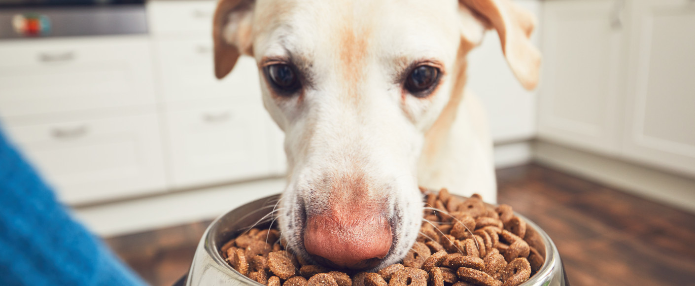 Grains in pet food