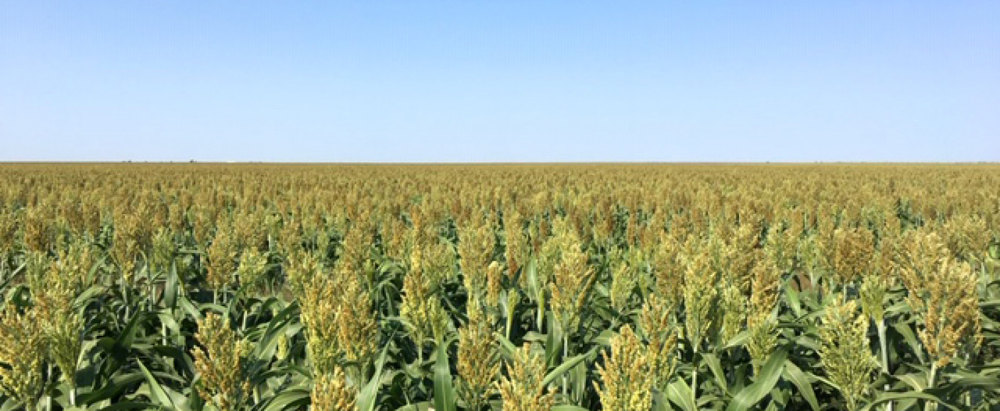 Field of sorghum