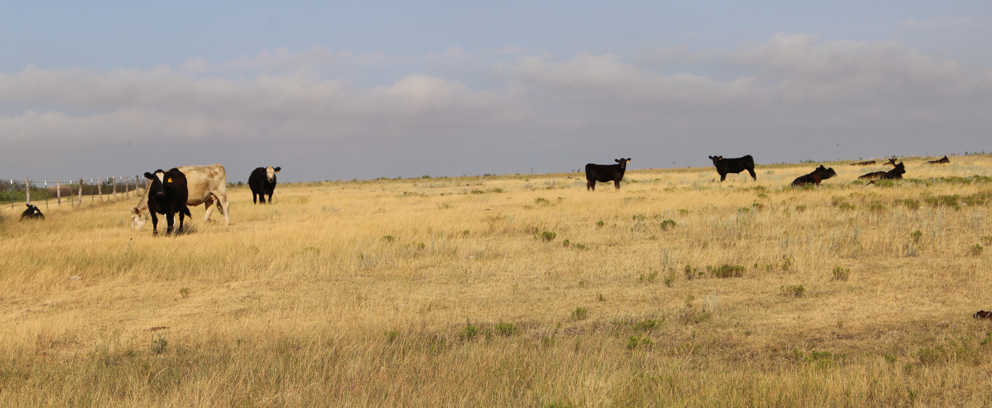 Kansas cattle grazing