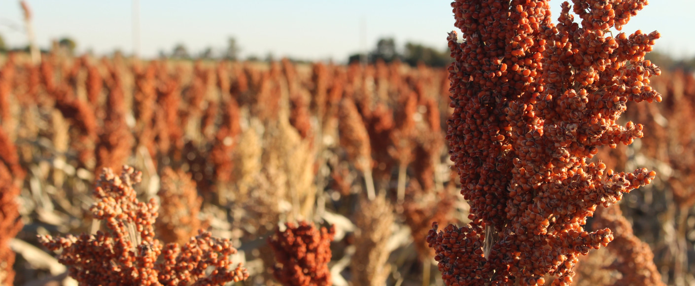 Sorghum in a field