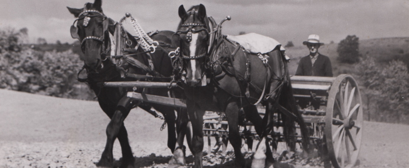 KFB historic photo horses