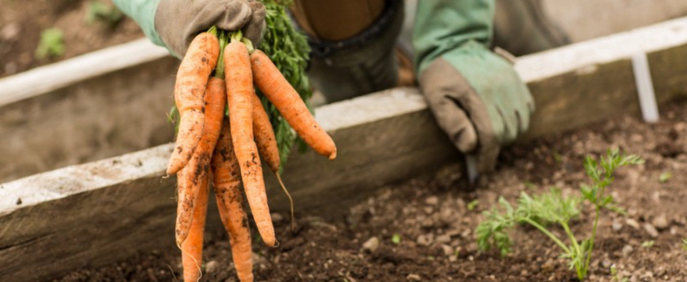 Spring Into Gardening