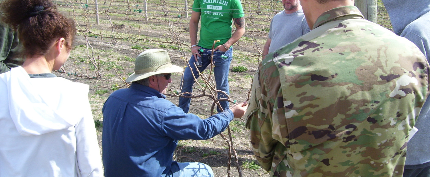 Veterans at the SAVE Farm in Manhattan learning to grow grapes