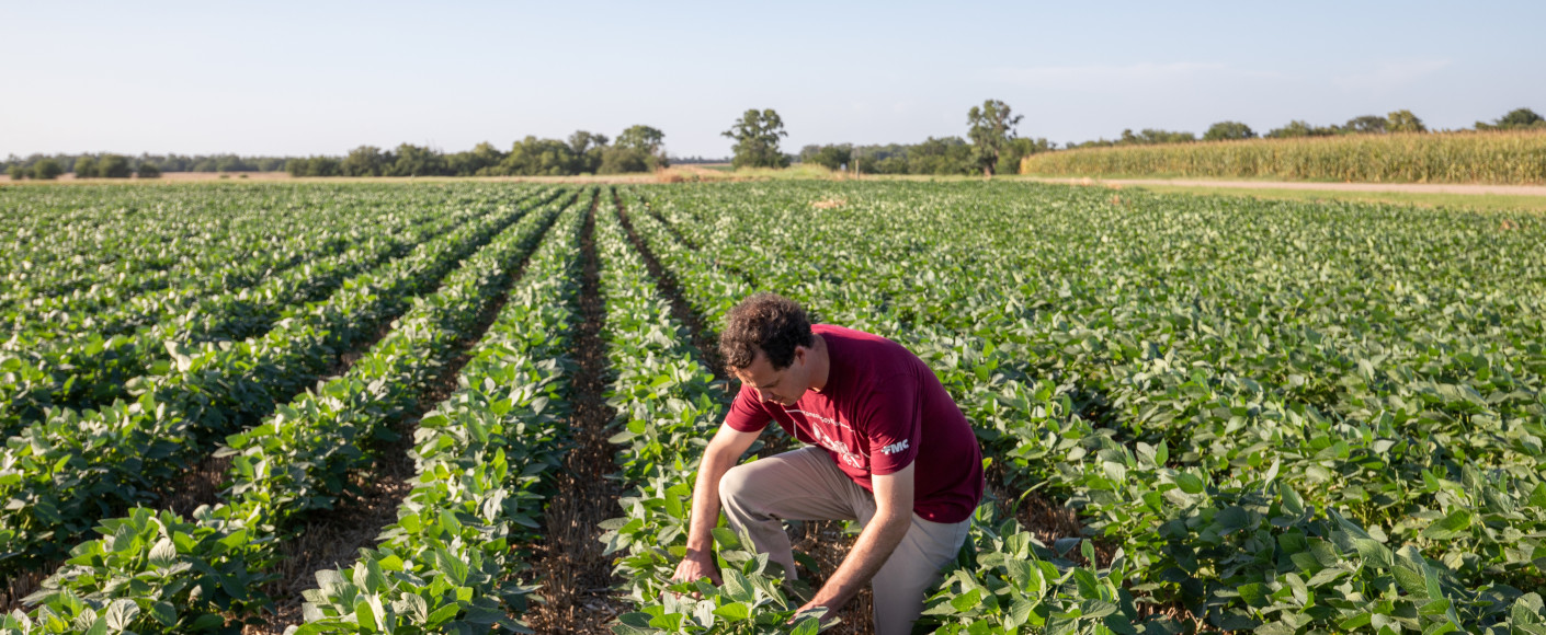 Moreland Farms check crops
