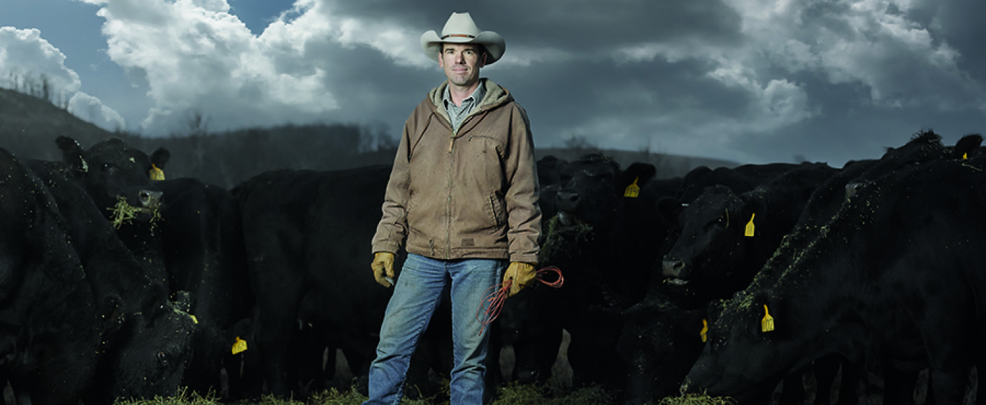rancher with cattle