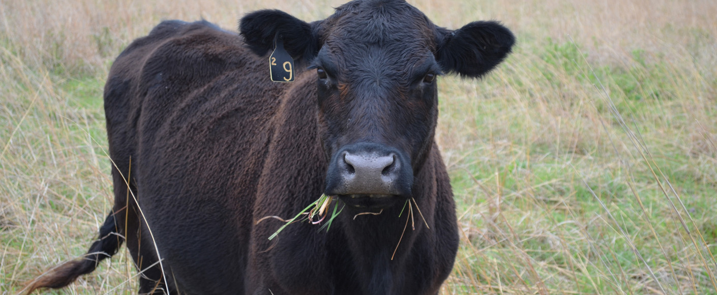 Grass Fed Cattle