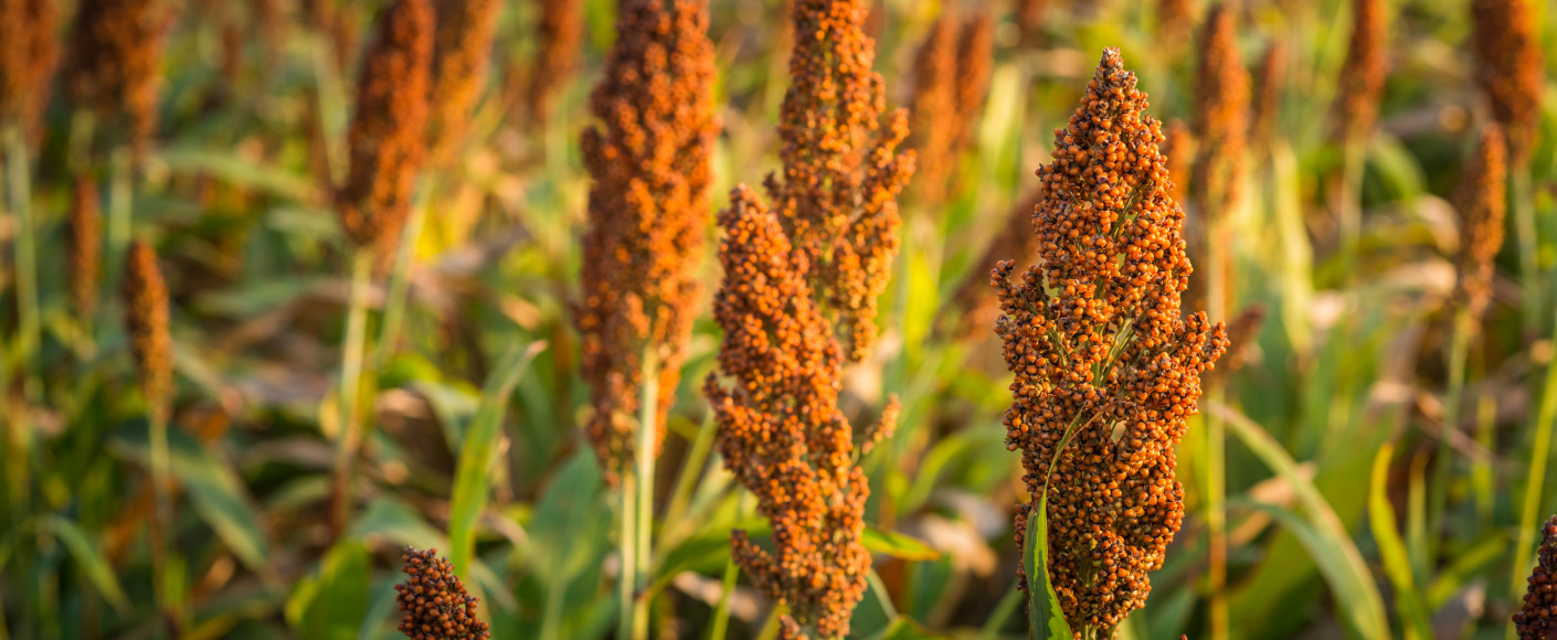 sorghum plant