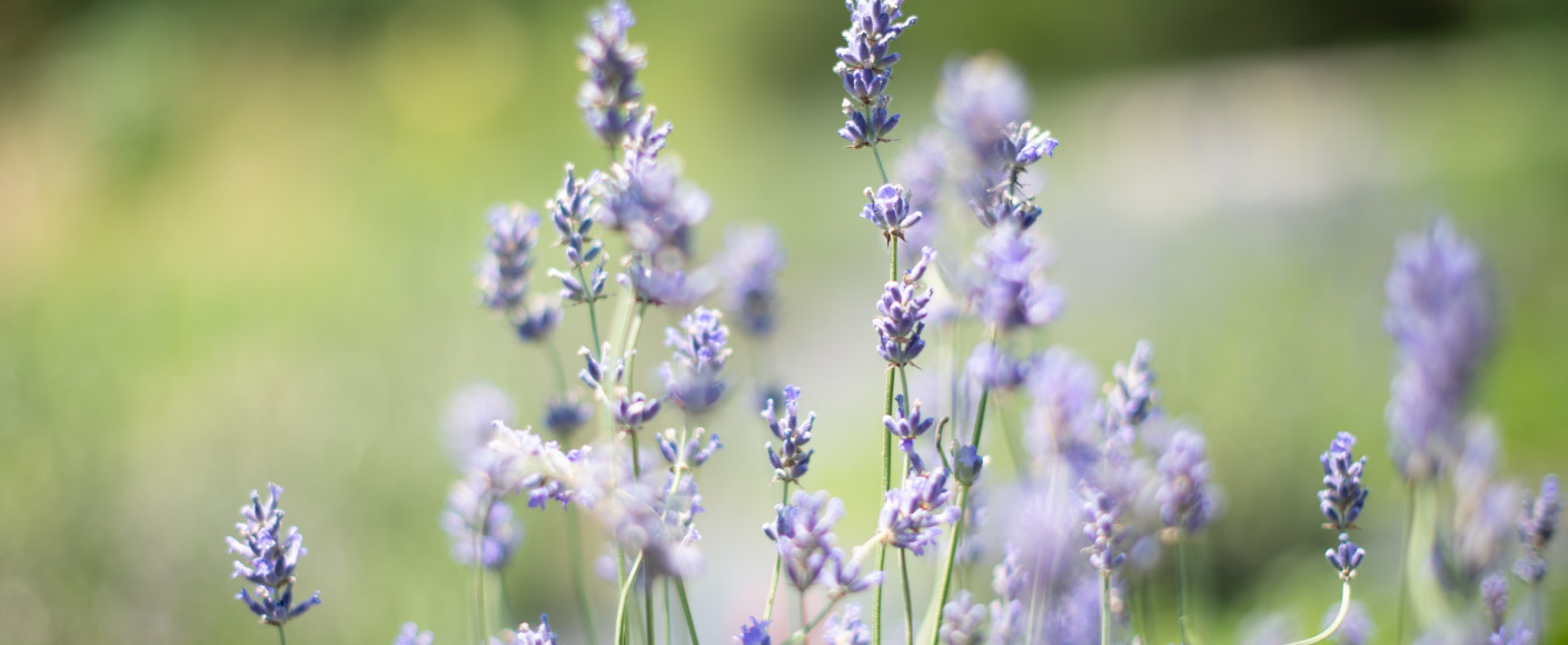 How to Grow Food Grade Lavender