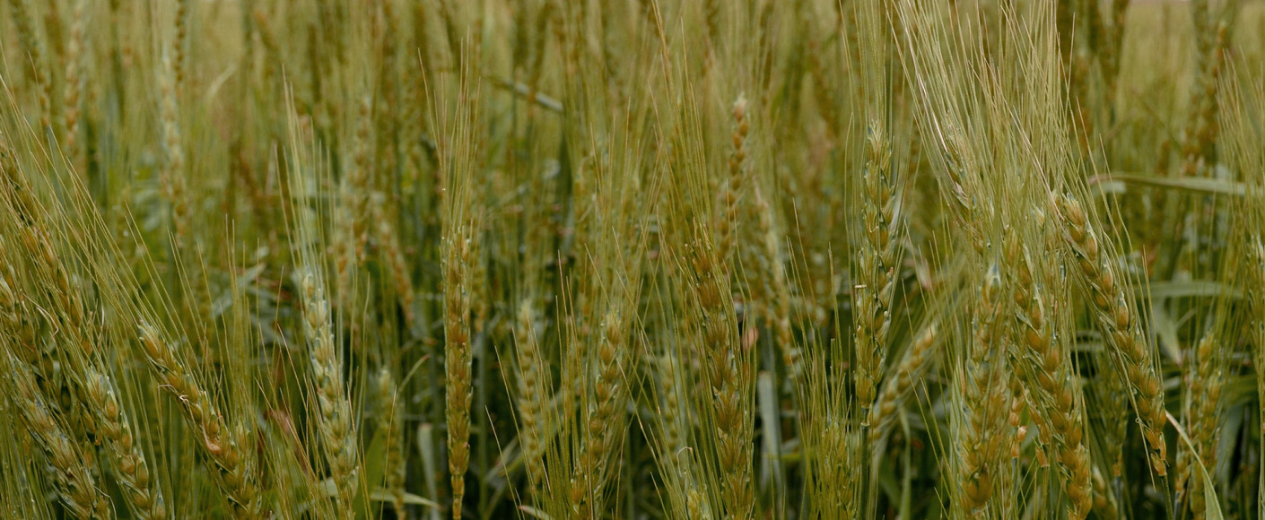 Types of Crops