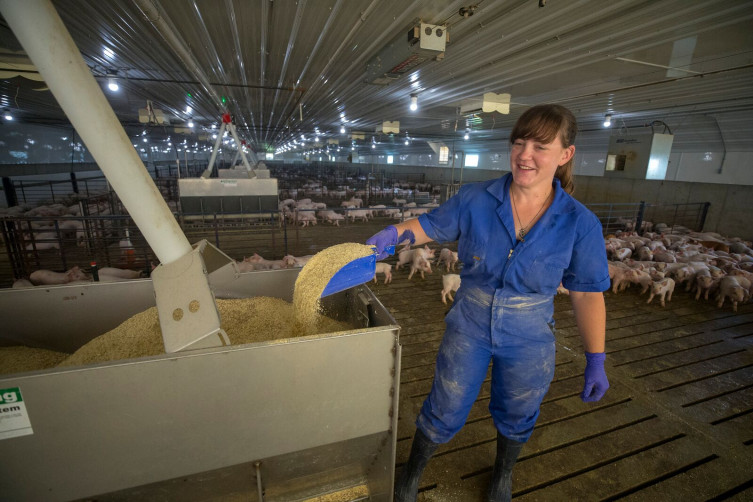 Farmer feeding pigs