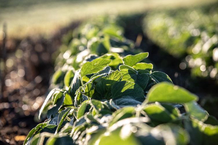 Soybean plant