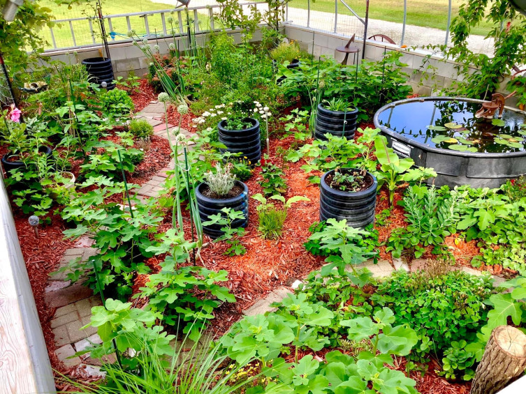Flint Hills Figs greenhouse