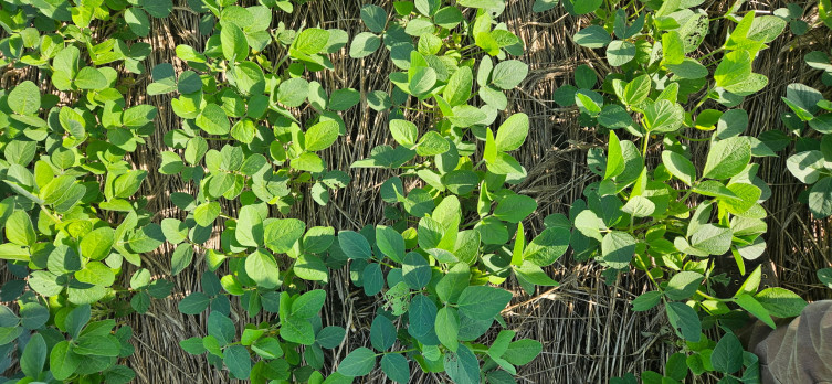 Sylvester soybeans