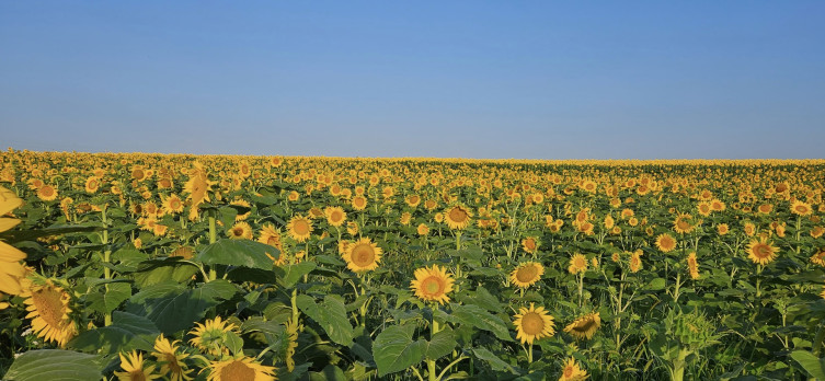 Sylvester sunflowers