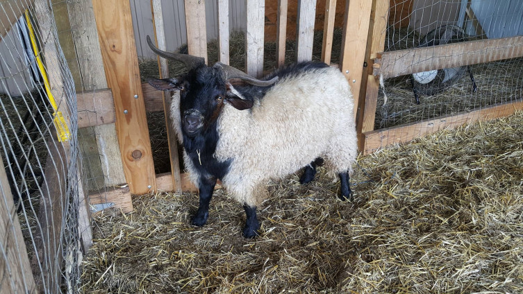 Pygora goats at Rowantree Farm in Kansas