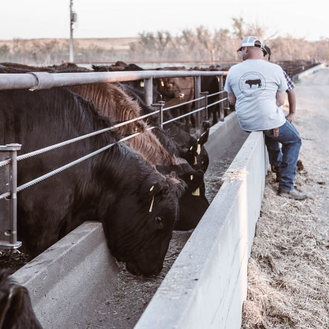 Orrin Holle Kansas farmer with cattle