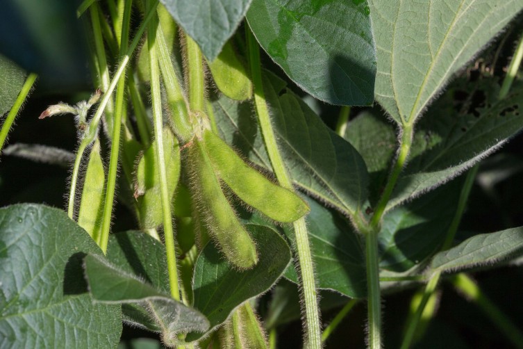 Soybean Plant