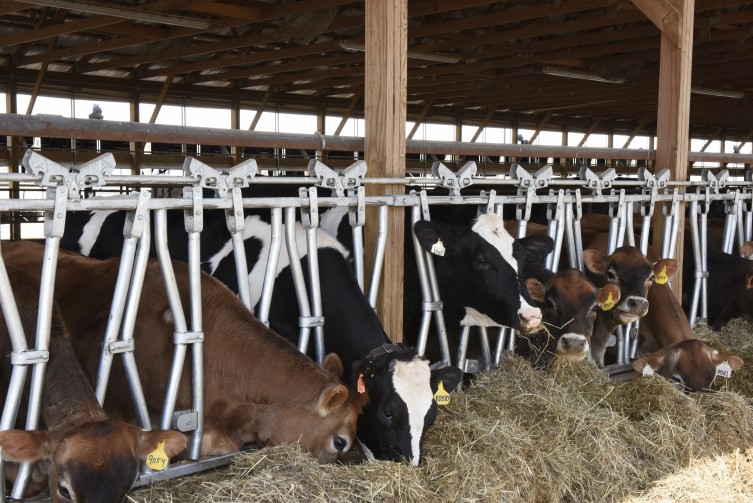 Dairy cows eating