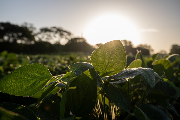 The Bellar Family - soybeans