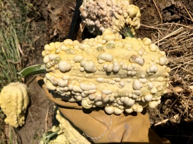 Bumpy Gourd Pumpkin