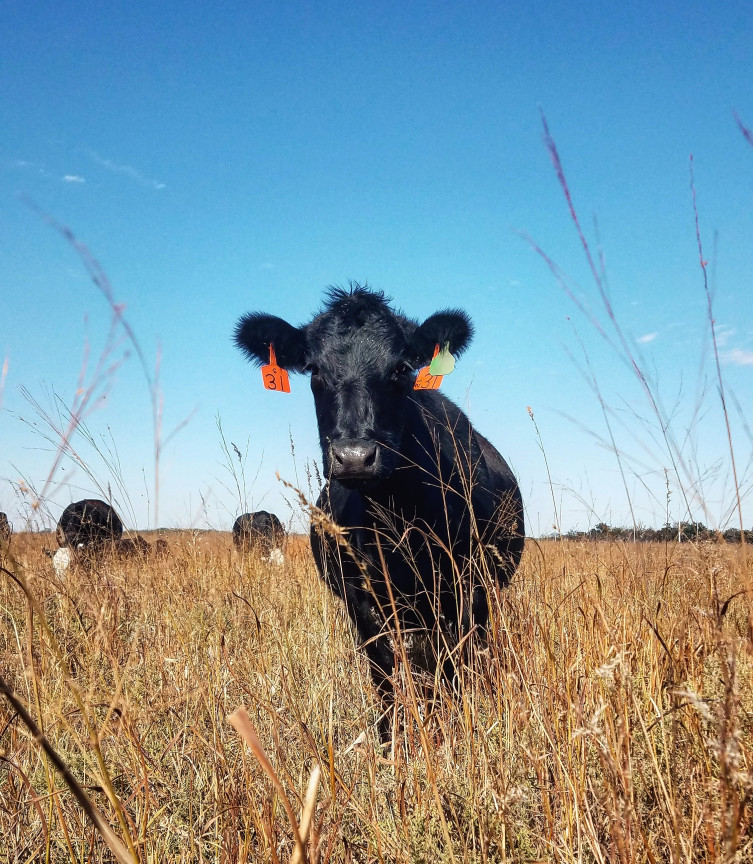 Roth Farm and Ranch in Kansas - Livestock
