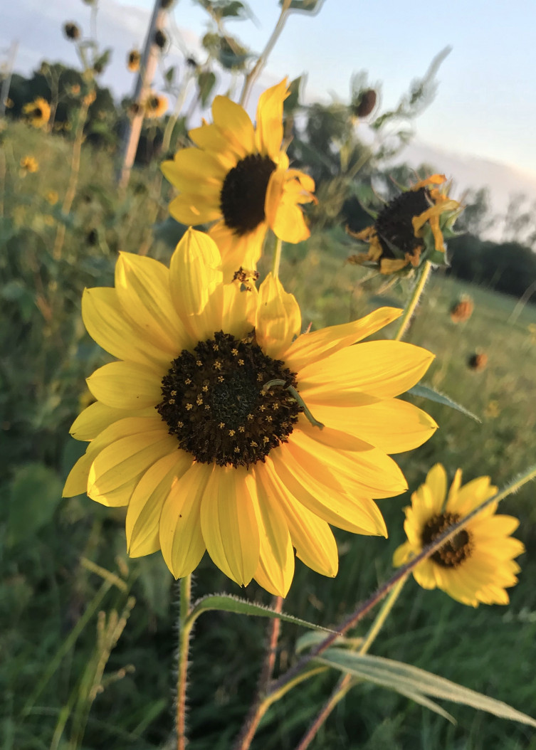 Common Sunflower in Kansas