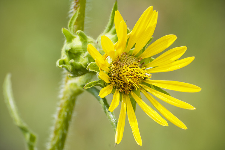 Compass plant in Kansas