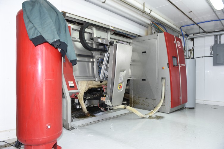 cow getting milked in robotic dairy