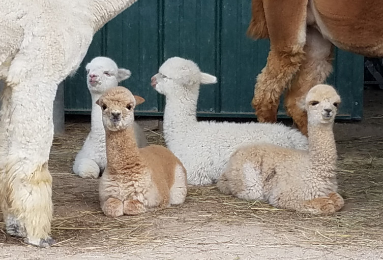 Baby alpacas in Kansas - crias