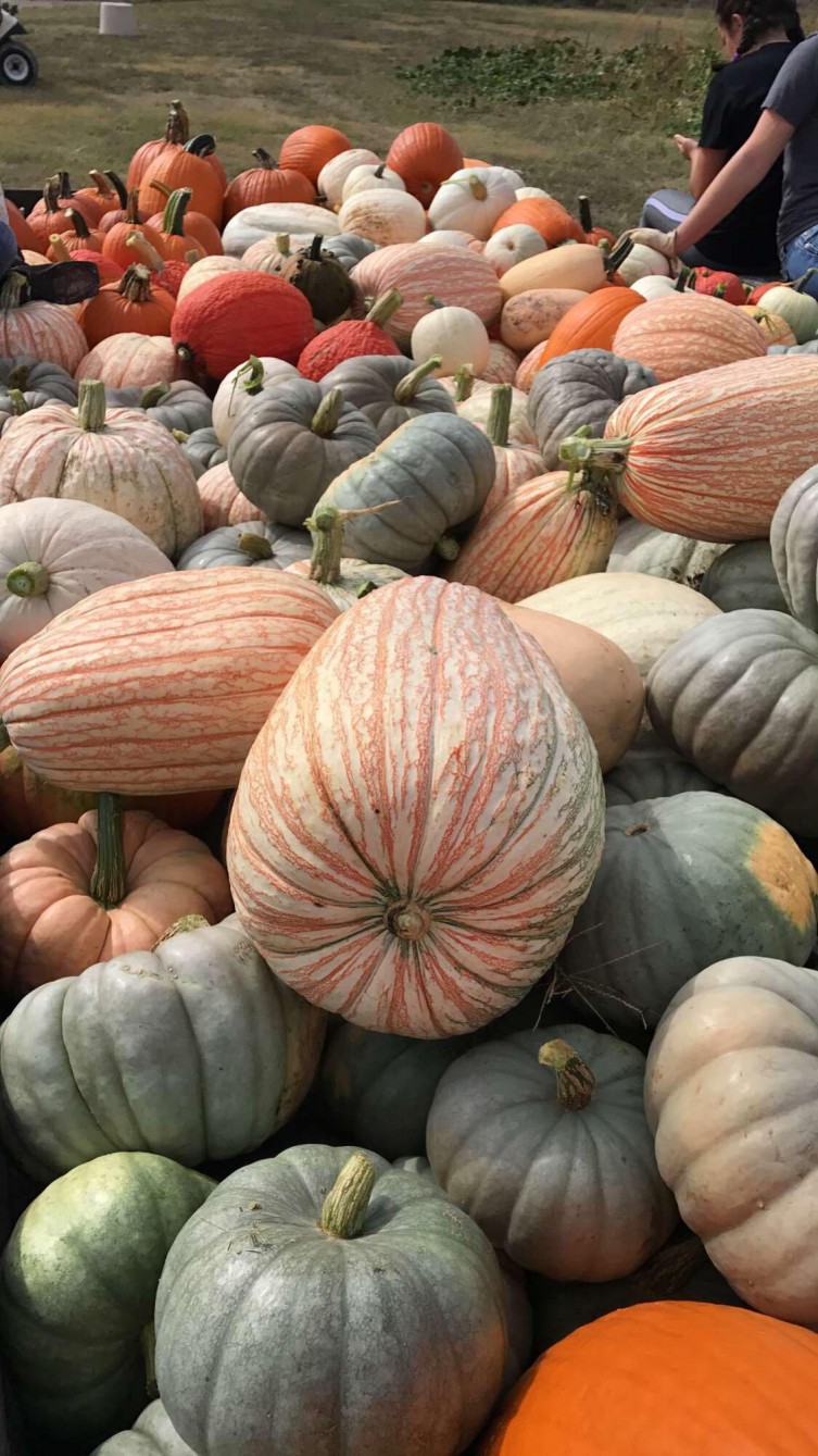 Decorative pumpkin patch in Kansas