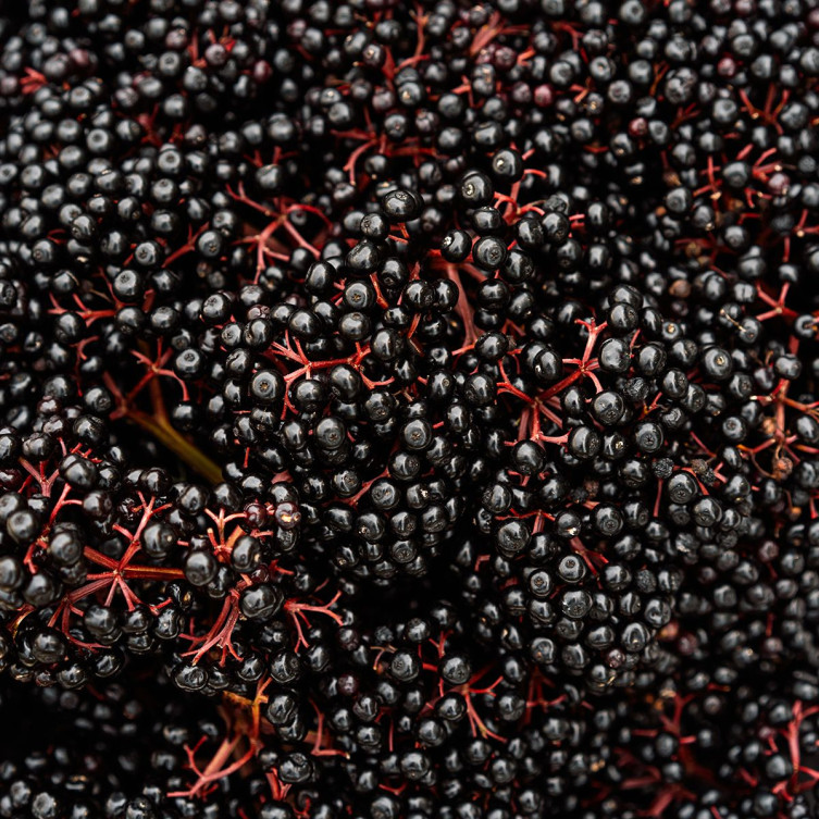 Elderberries at Wyldewood Cellars