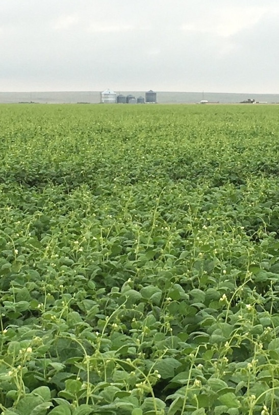 21st Century Bean Kansas bean field