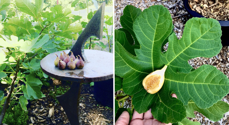 Fig varieties and flavors at Flint Hills Figs