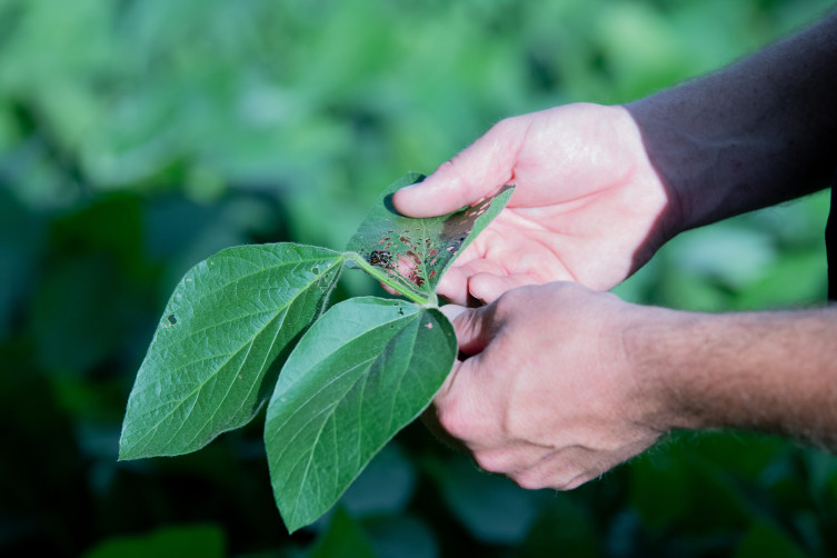 Brandon Geiger Kansas farmer soybean pests