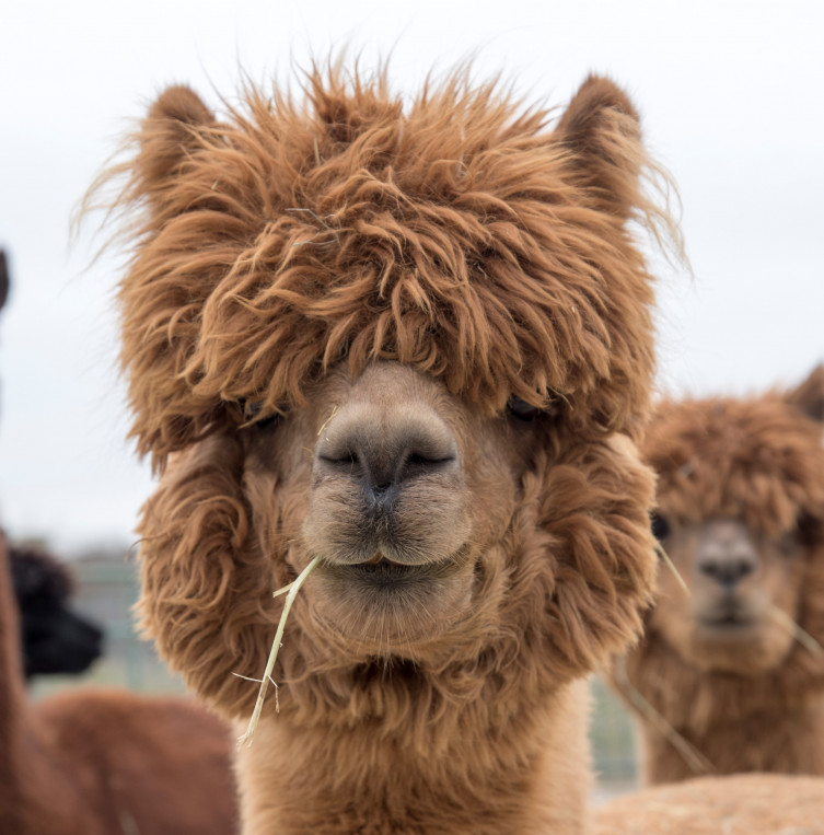 Alpaca farm near Kansas City