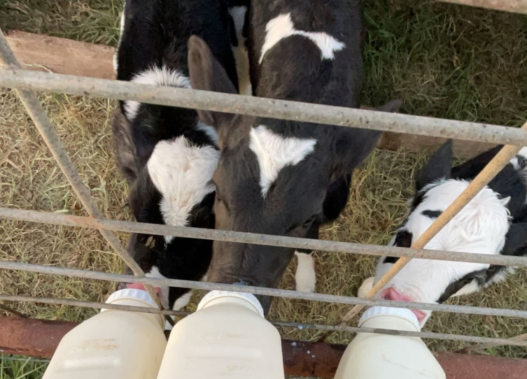 Heidi Wells - Kansas dairy farmer feeding calves