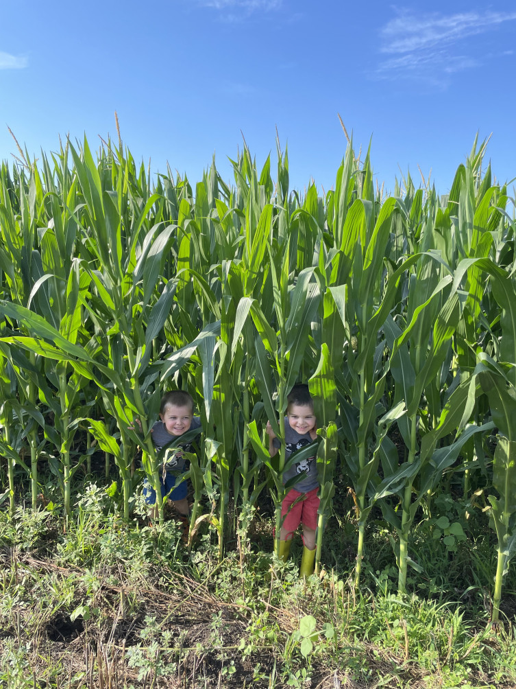 Heim dairy kids in corn