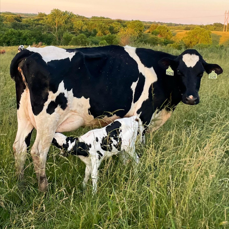 Heim dairy mama cow and baby calf