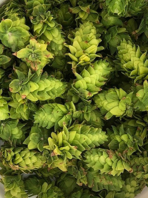Hops growing - Kansas Hops Farmer