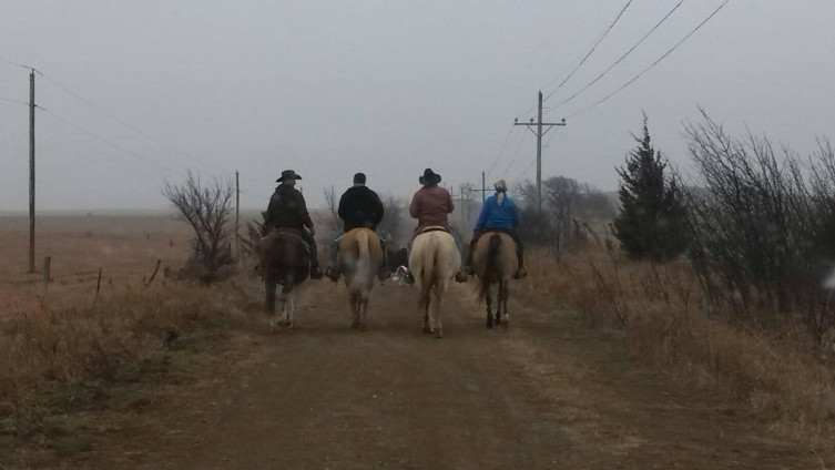Zenger Family Farm - horses